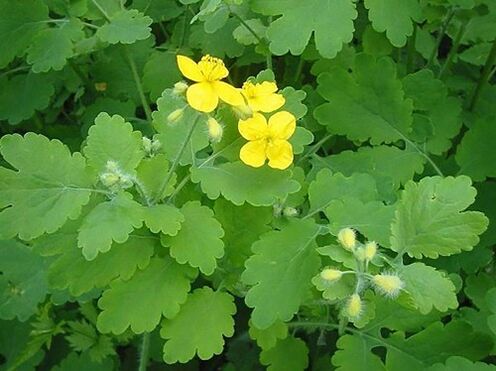 erva celandine para tratar fungos nas unhas dos pés